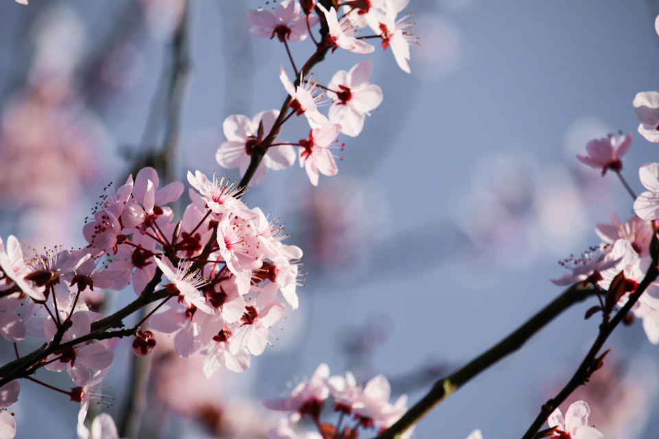 Pink cherry blossom branch stretches across blue sky, adorned with vibrant flowers and buds
