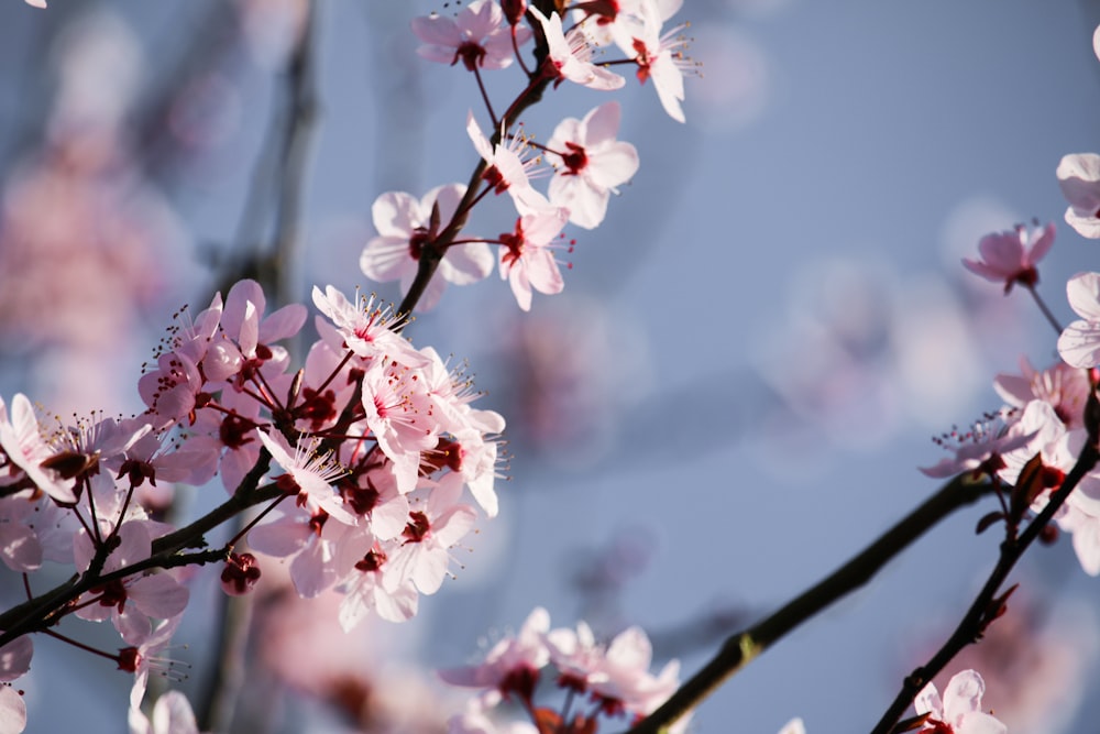 white and pink cherry blossom in close up photography