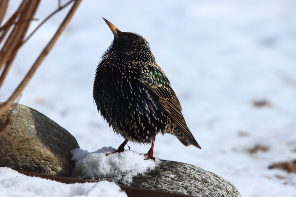 black and brown bird on gray rock