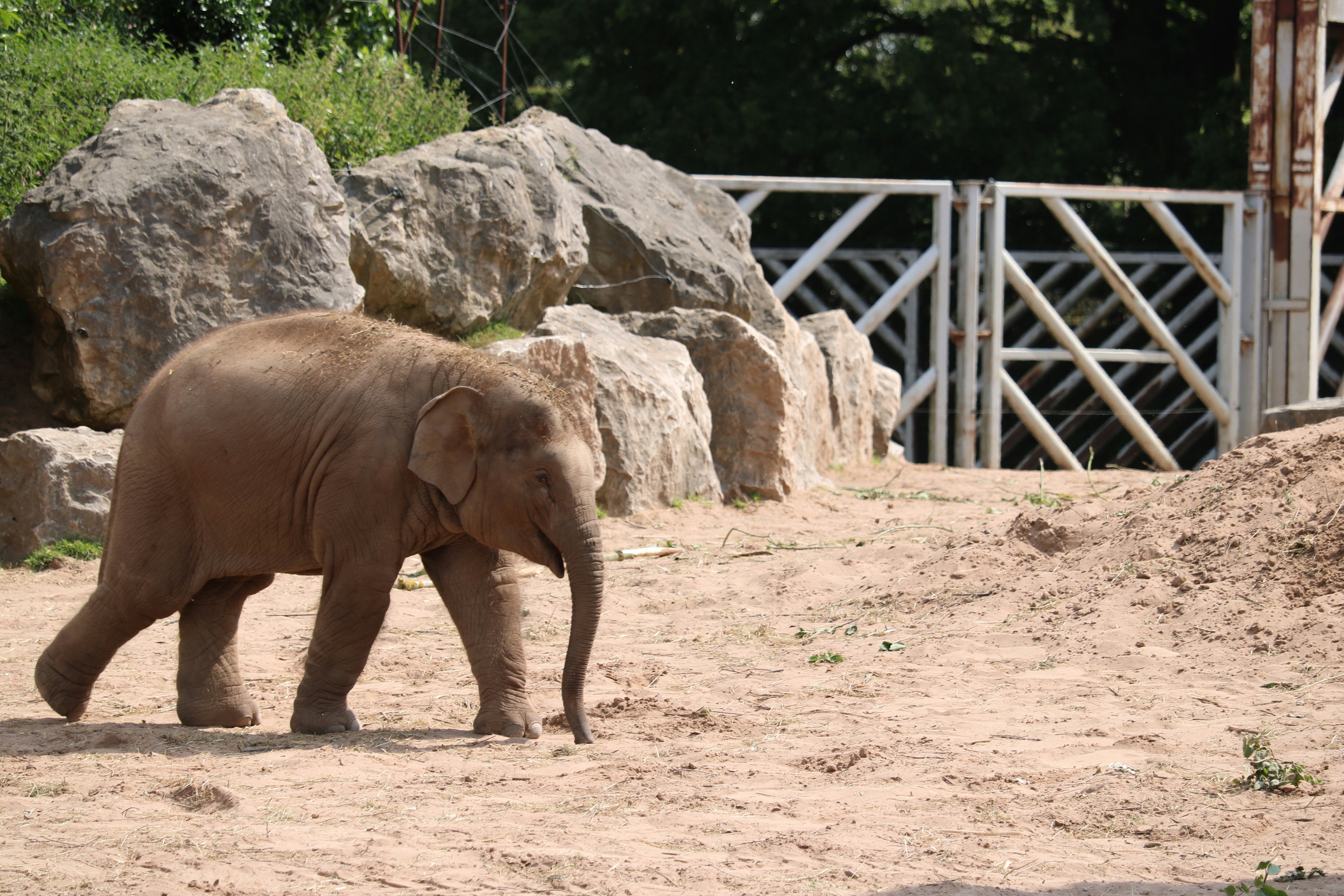 Brauner Elefant tagsüber auf braunem Sand