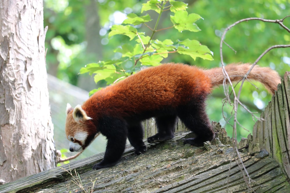 red panda on brown wooden log