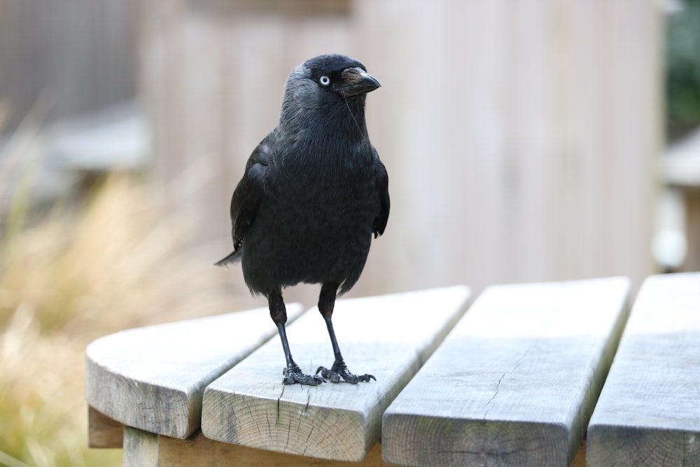 Corbeau noir sur clôture en bois blanc pendant la journée