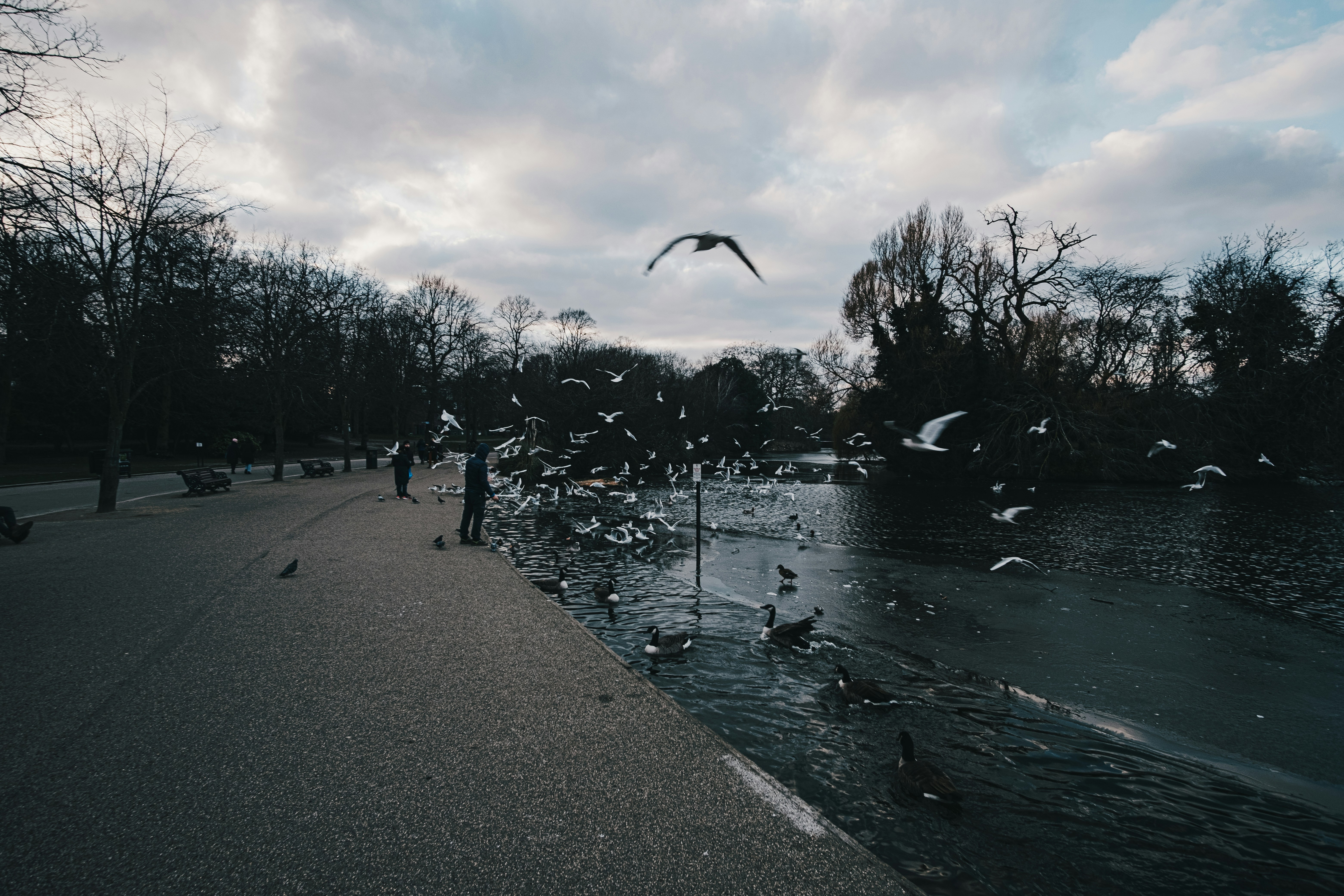 Birds flying over a lakeside path