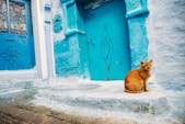orange tabby cat sitting on window
