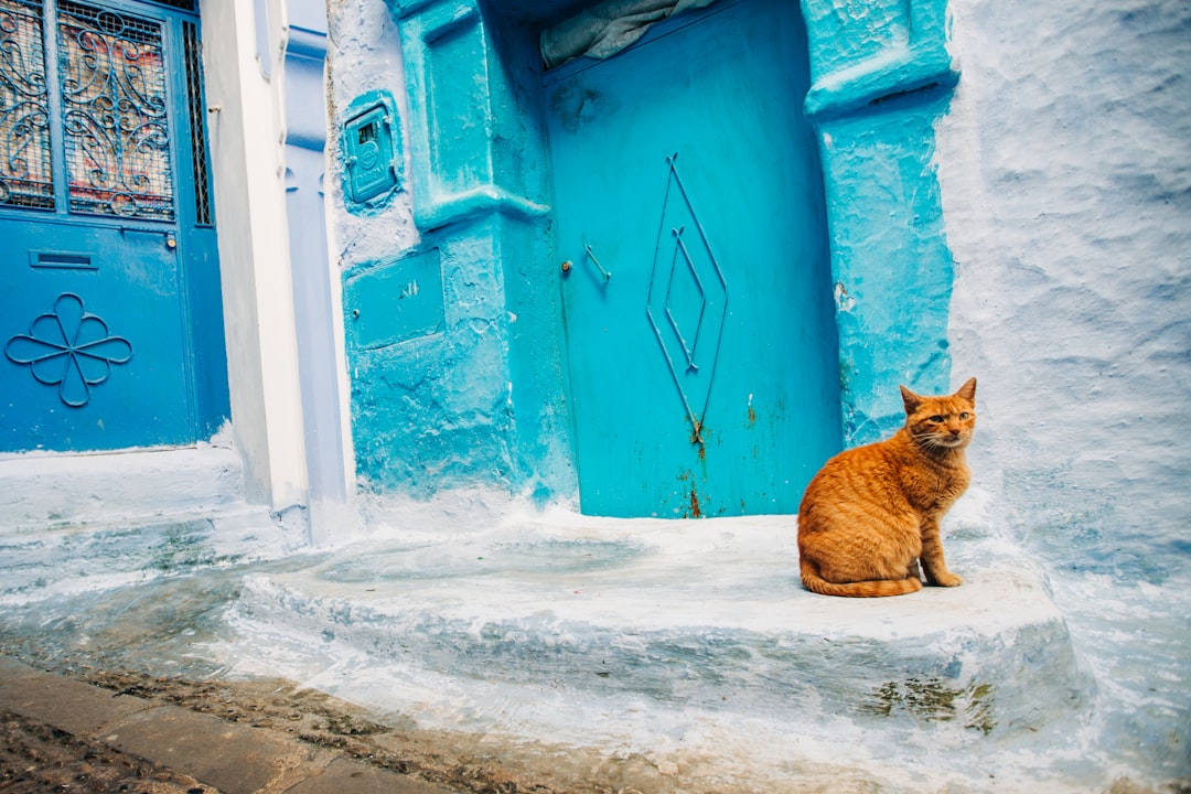 orange tabby cat sitting on window