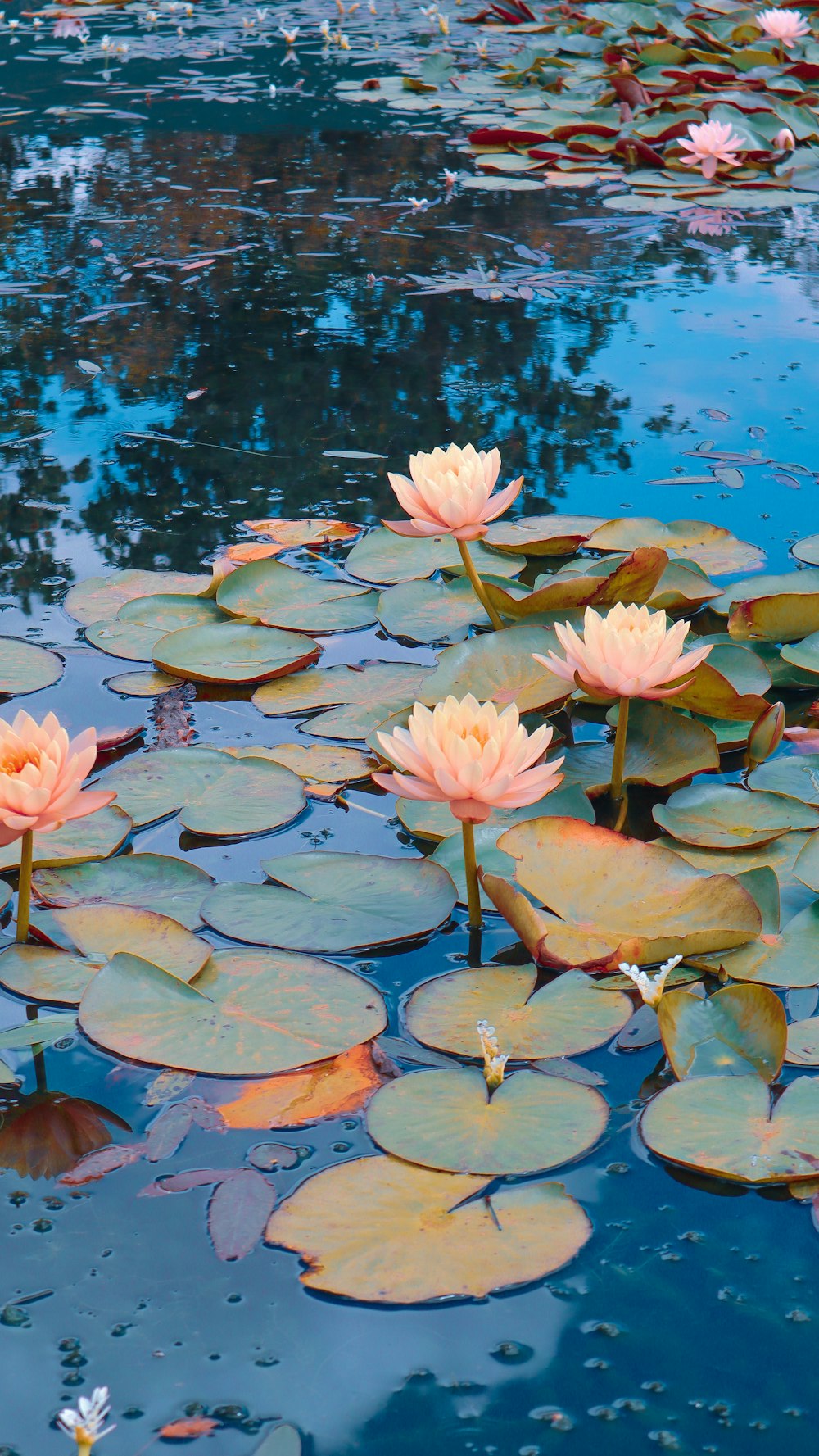 pink lotus flower on water