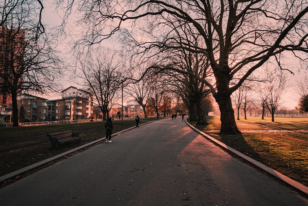 bare trees on gray asphalt road during daytime