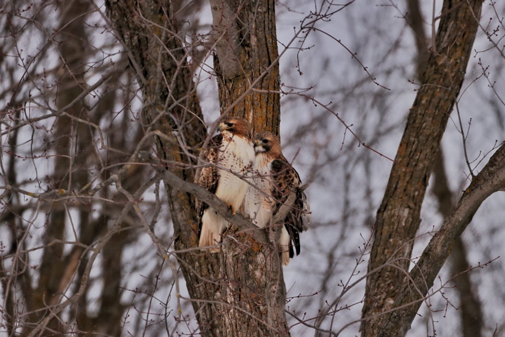 oiseau brun et blanc sur branche d’arbre brun pendant la journée