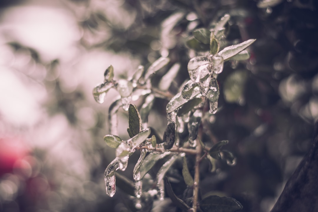 green plant in close up photography