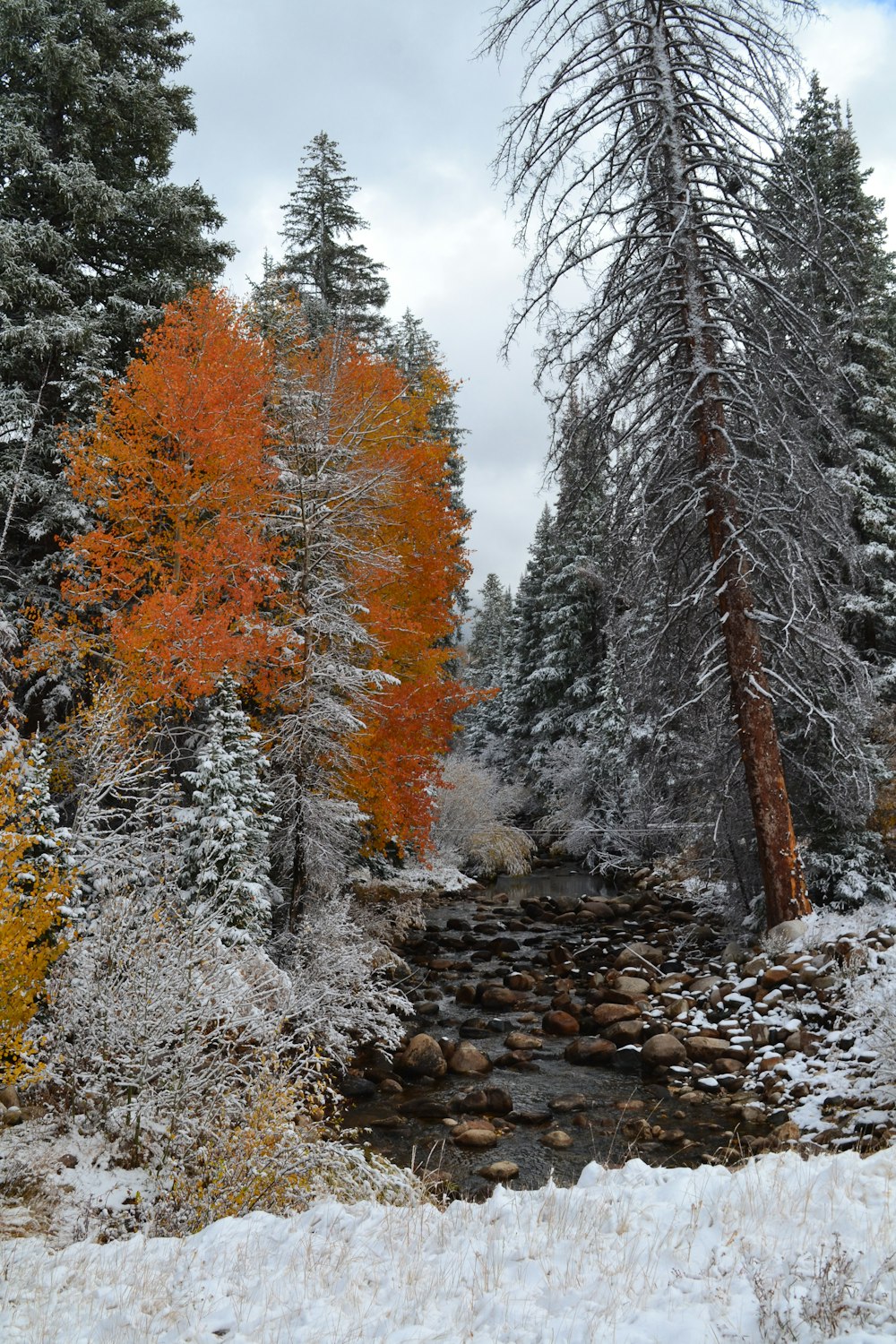 brown trees covered with snow during daytime