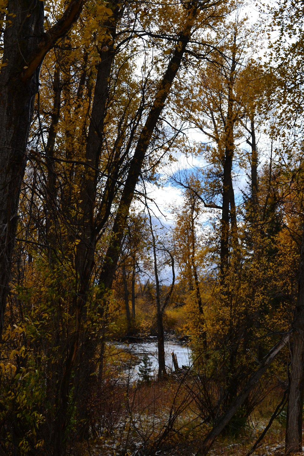 alberi marroni vicino al fiume durante il giorno