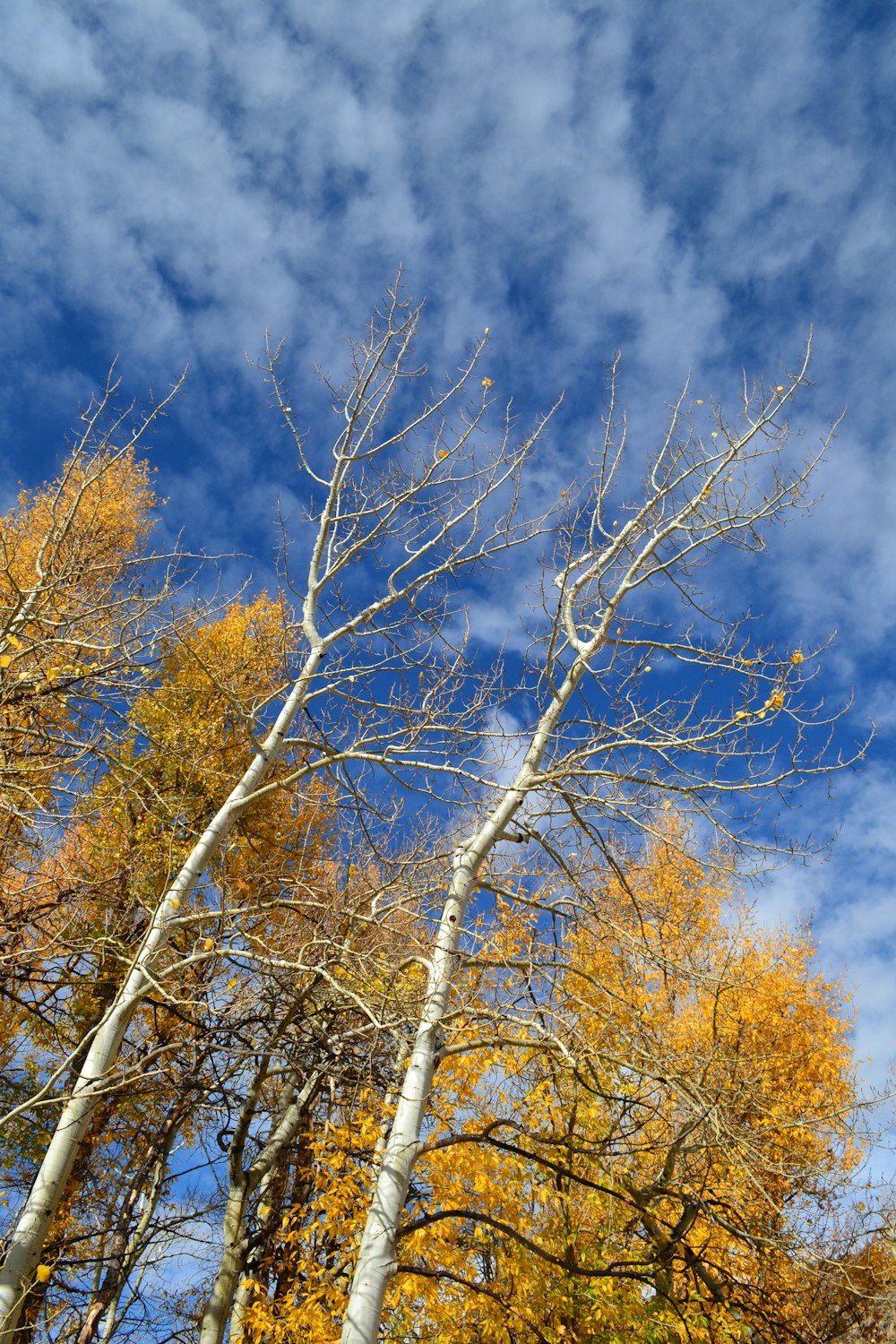 brown trees under blue sky during daytime