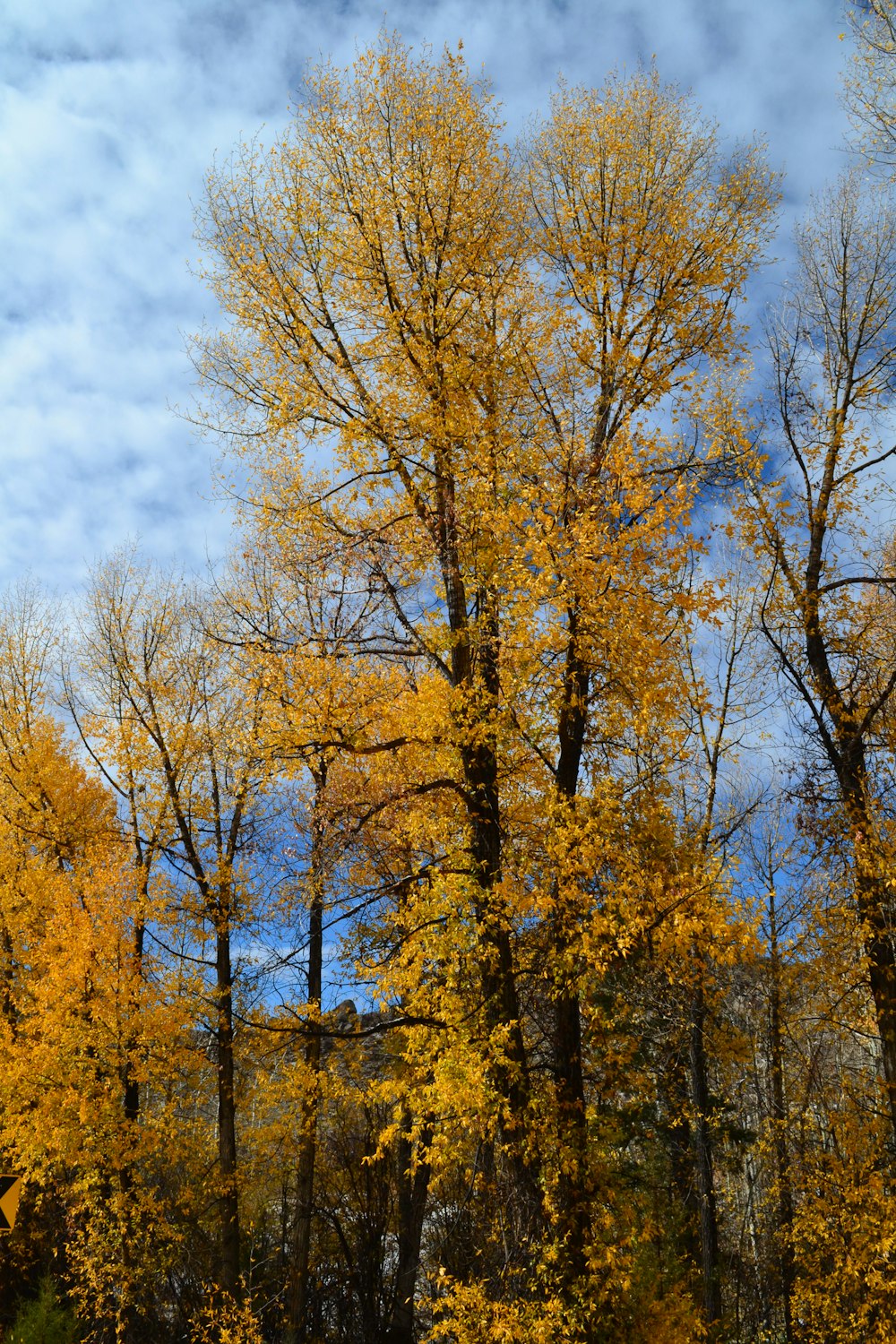 yellow leaf trees under white clouds