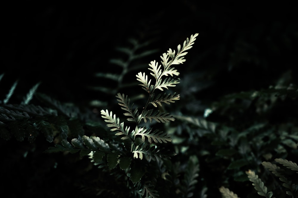 green pine tree in close up photography