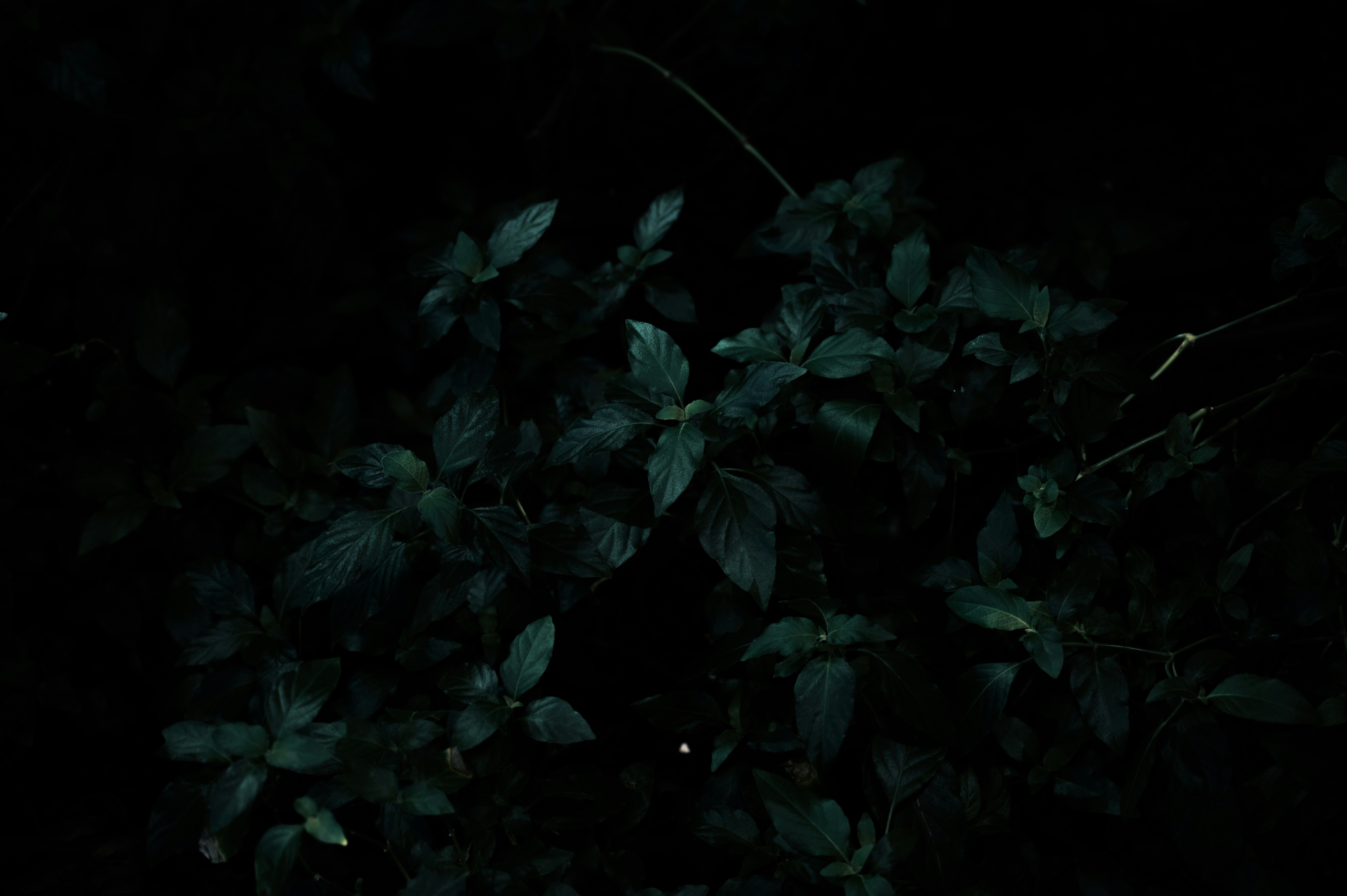 Photo by ryunosuke_kikuno