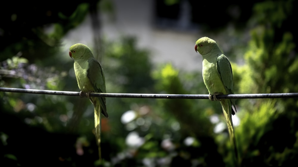 green and yellow bird on black metal bar during daytime