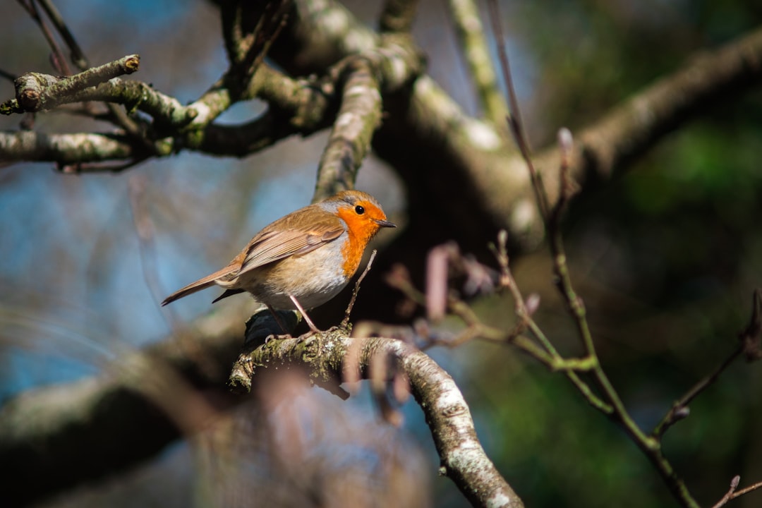 orange and gray bird on tree branch