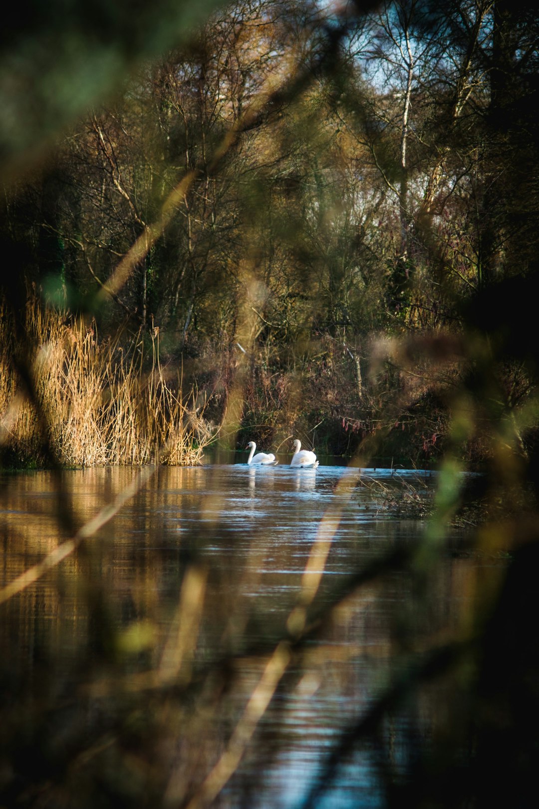 white swan on river surrounded by trees during daytime