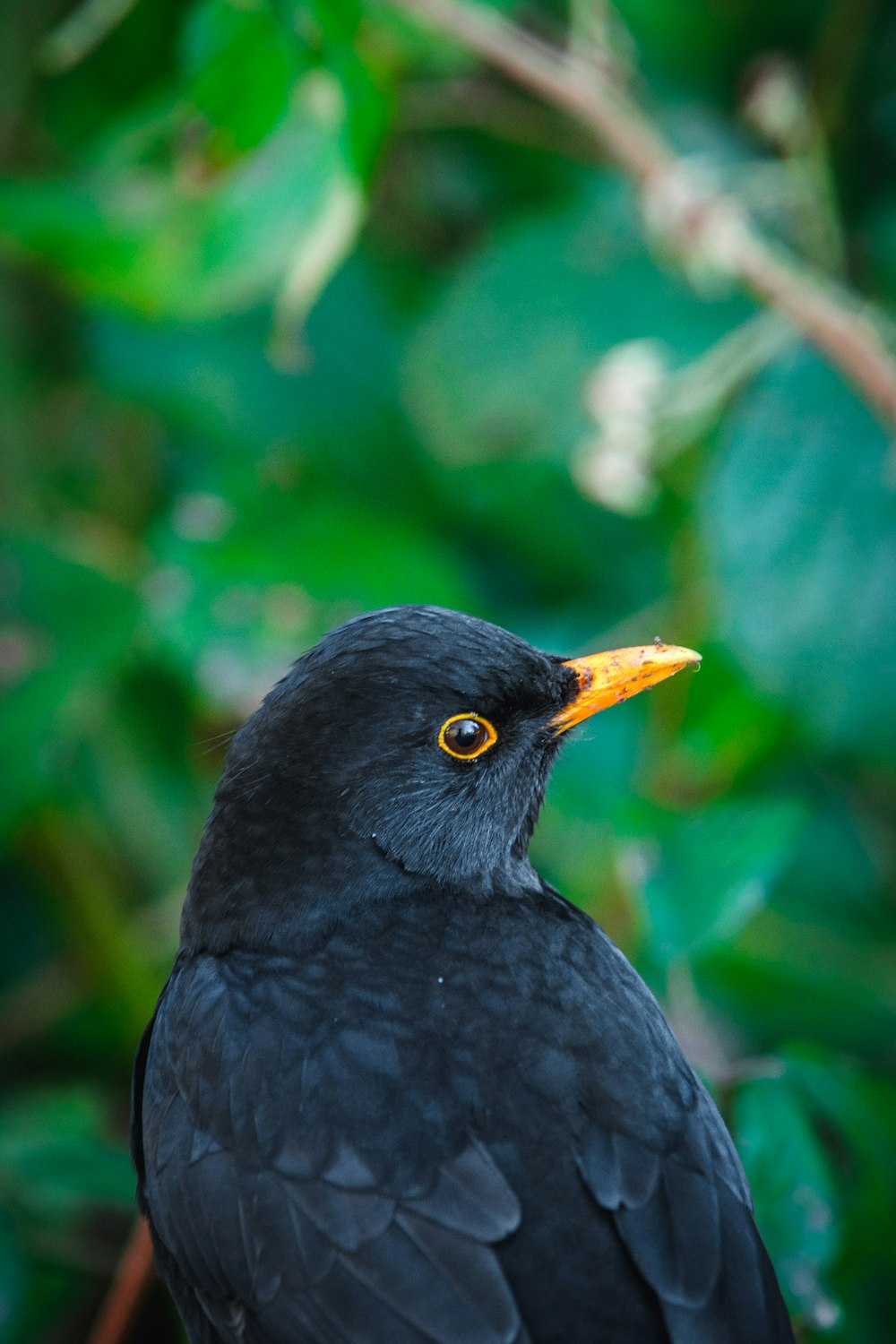 Schwarzer Vogel im Tilt-Shift-Objektiv