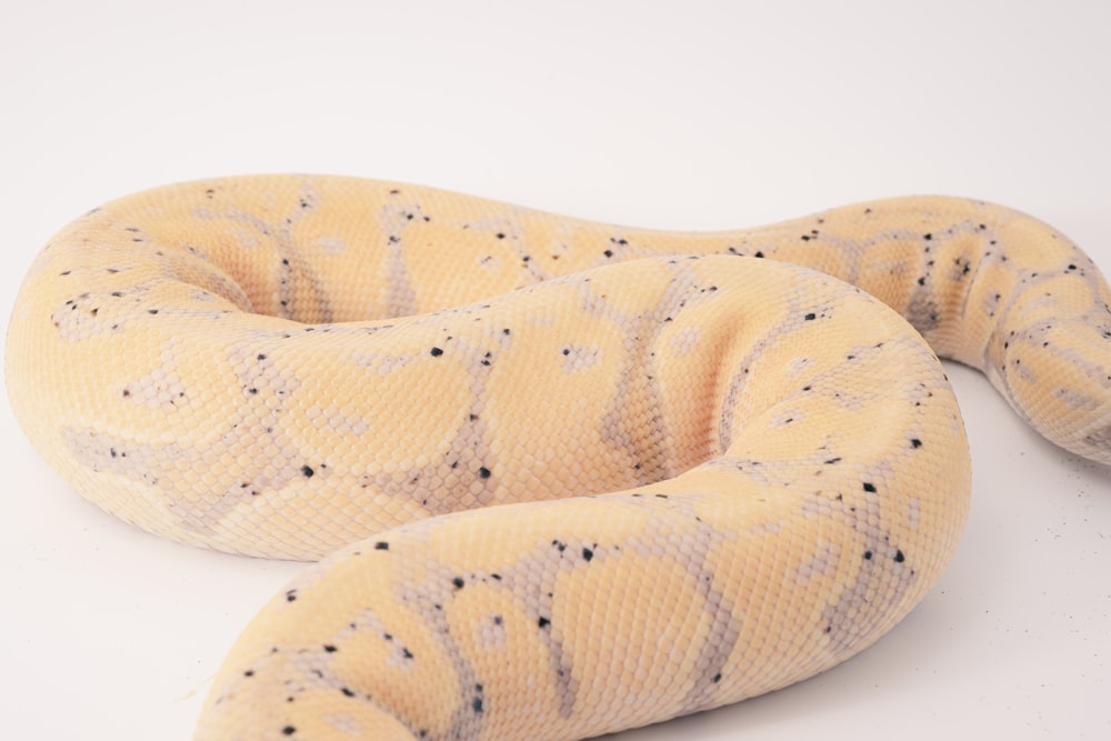 brown and black snake on white background