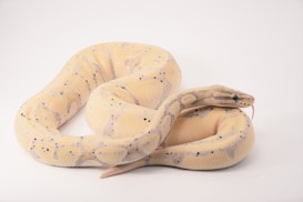 A light-colored python with delicate patterns and dark spots is coiled on a plain background. Its tongue is extended, possibly sensing its surroundings.