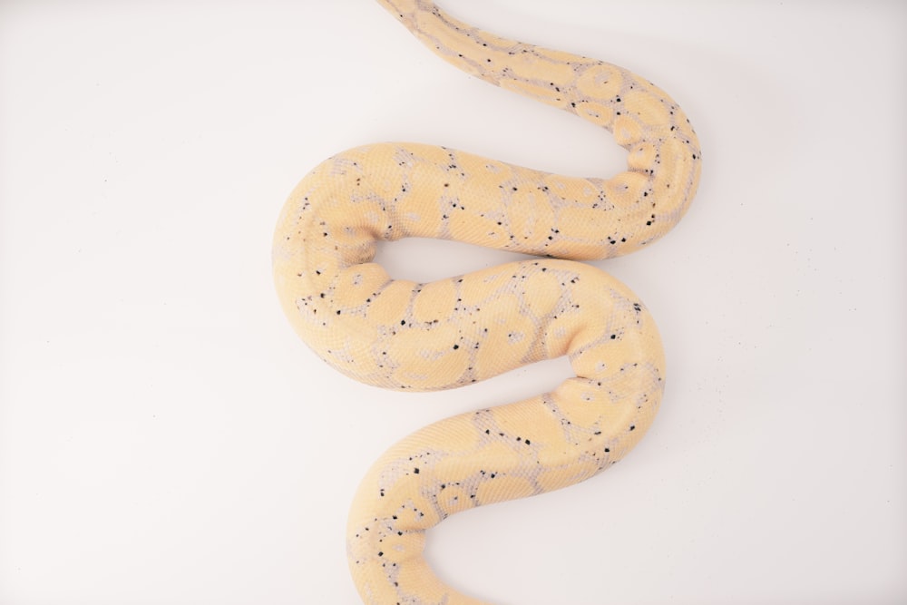 白い表面に茶色と黄色のヘビ