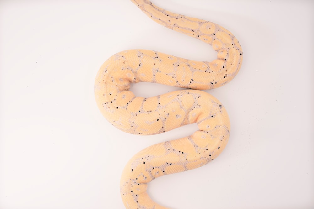brown and yellow snake on white surface
