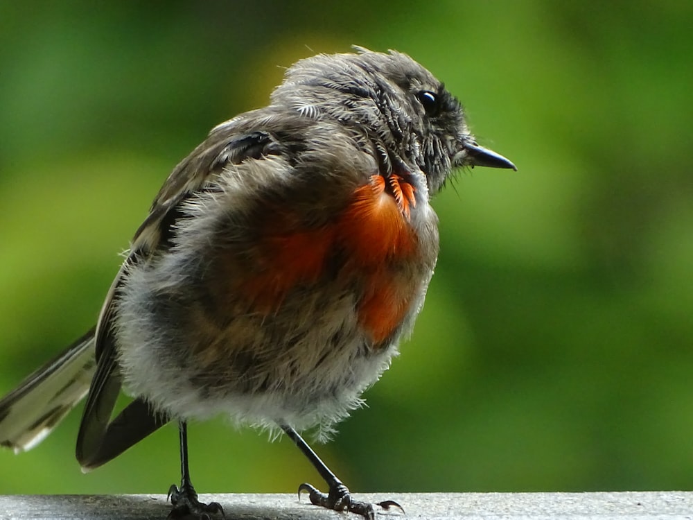 gray and orange bird on tree branch