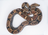 brown and black snake on white surface