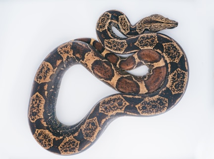 brown and black snake on white surface