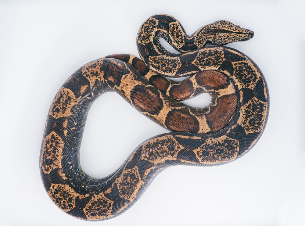 brown and black snake on white surface