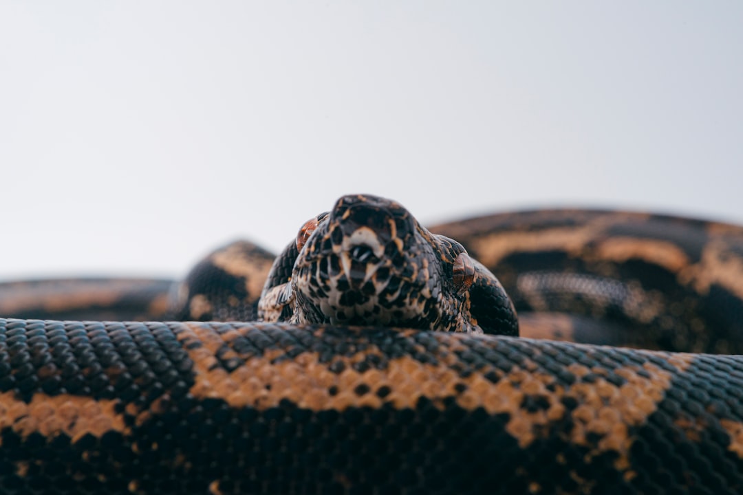 black and brown snake on brown soil during daytime