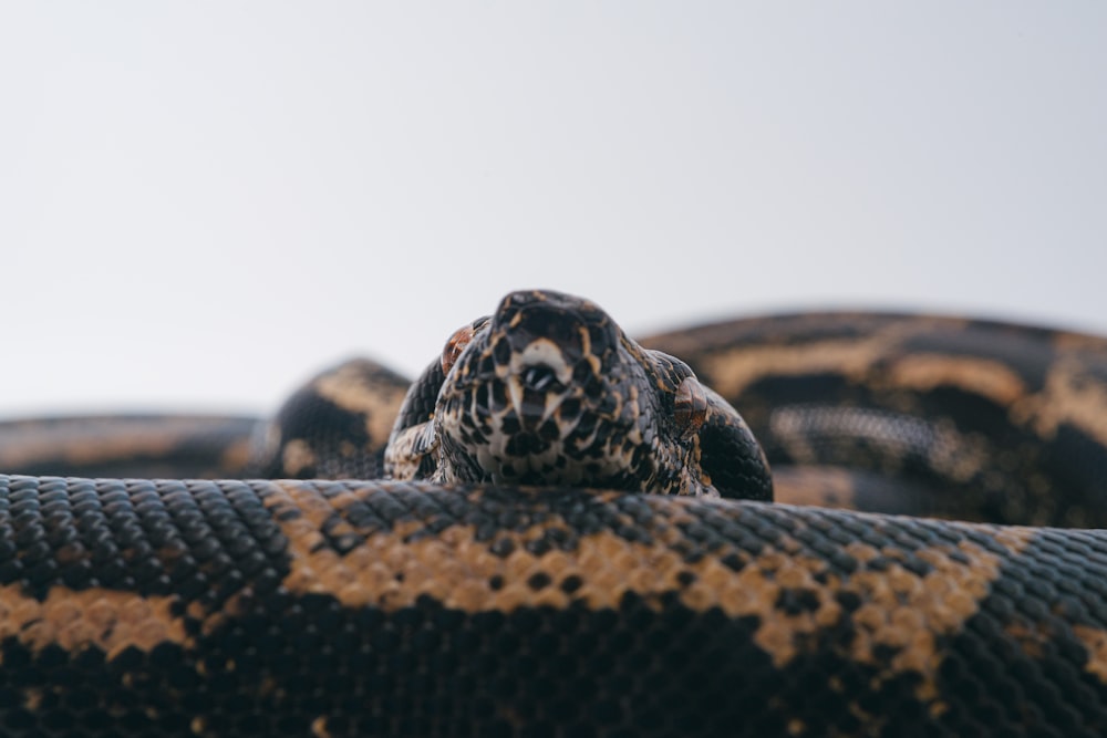 black and brown snake on brown soil during daytime