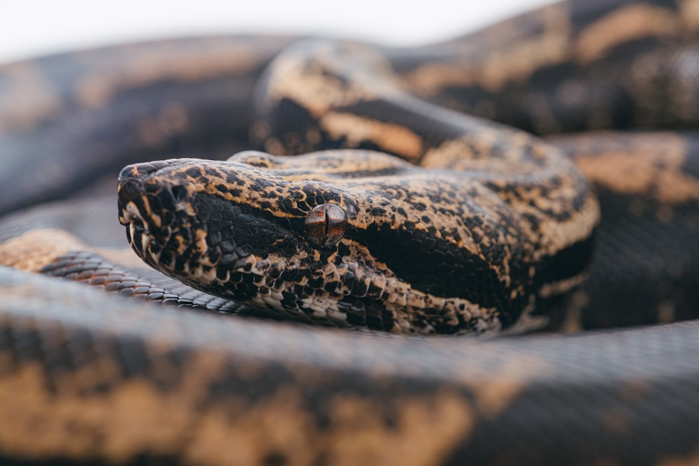 brown and black snake skin