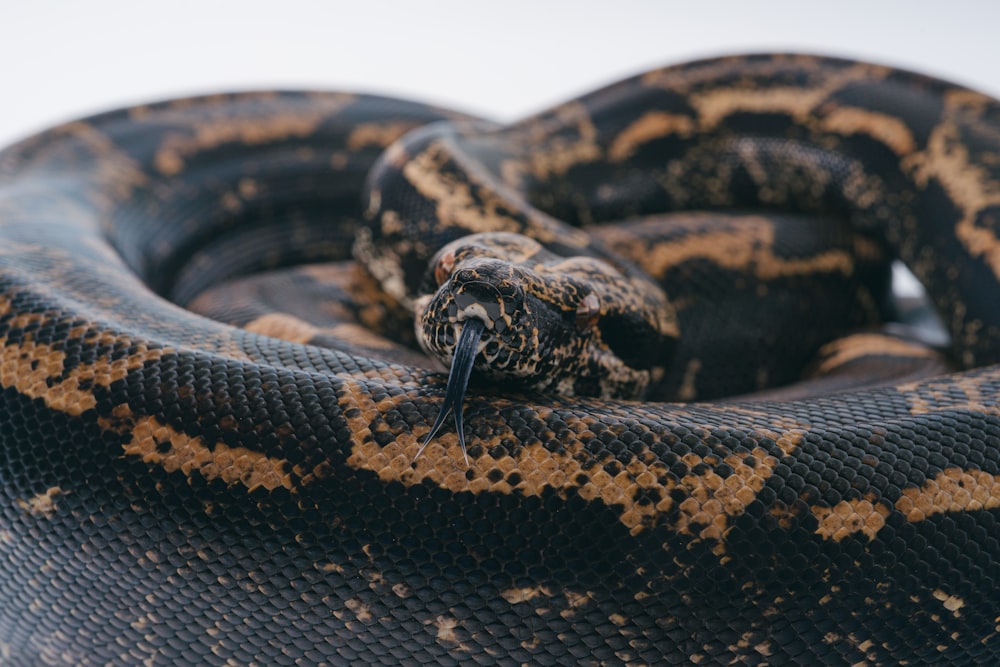 black and brown snake on ground