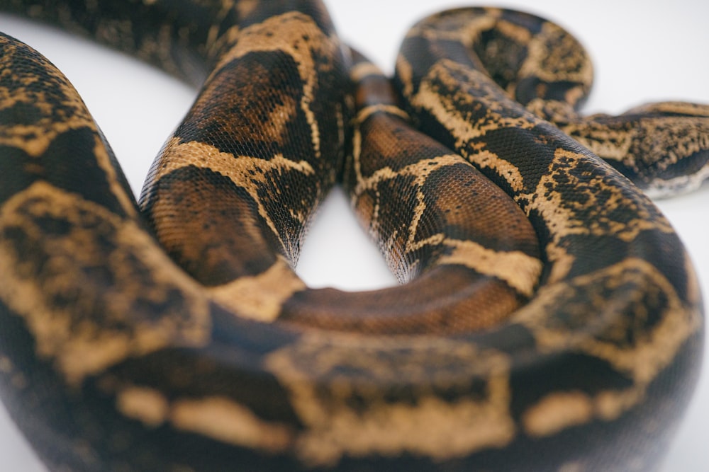 brown and black snake on white surface