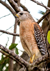 brown and black bird on tree branch during daytime