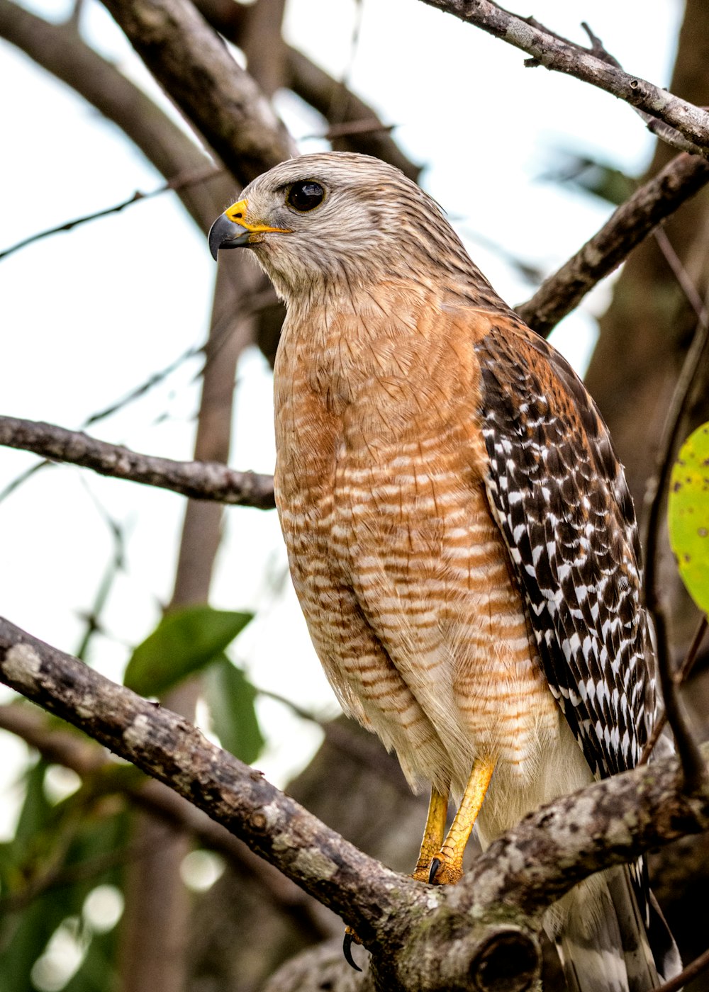 brown and black bird on tree branch during daytime