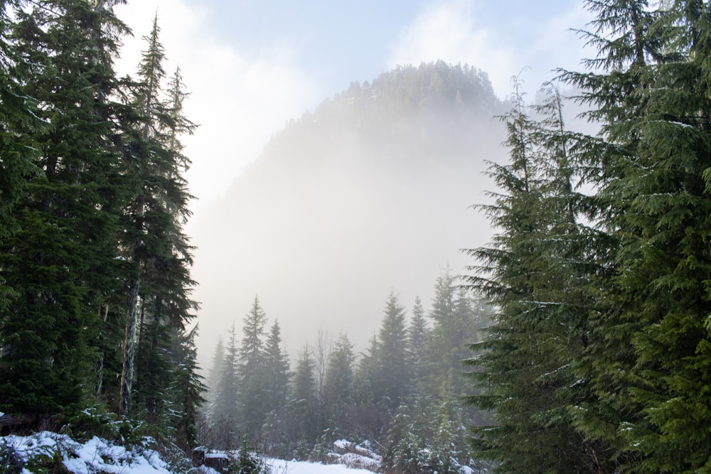 green pine trees covered with snow during daytime