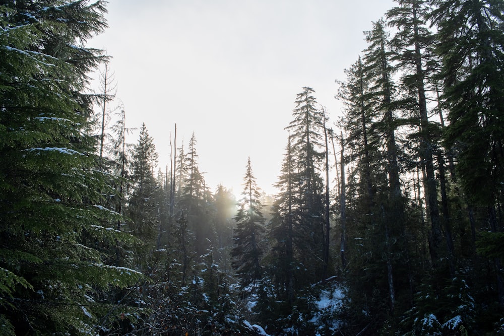 green pine trees under white sky during daytime