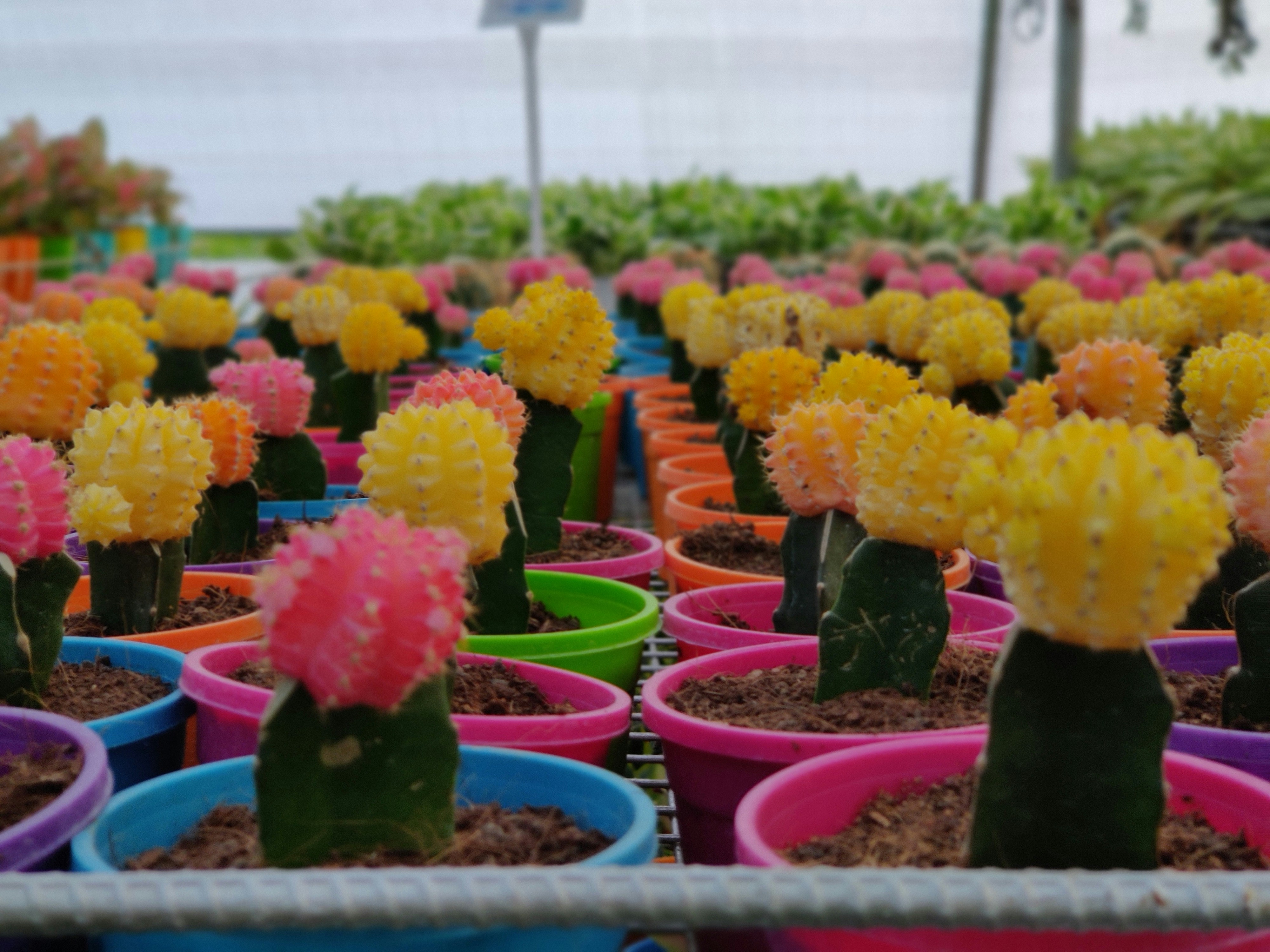 Cactus ecology: A diverse array of thriving cacti species in their natural habitat