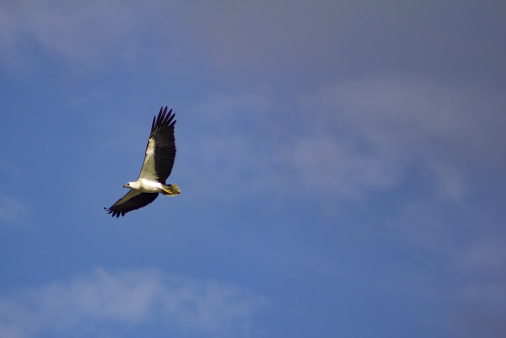 black and white bird flying under blue sky during daytime