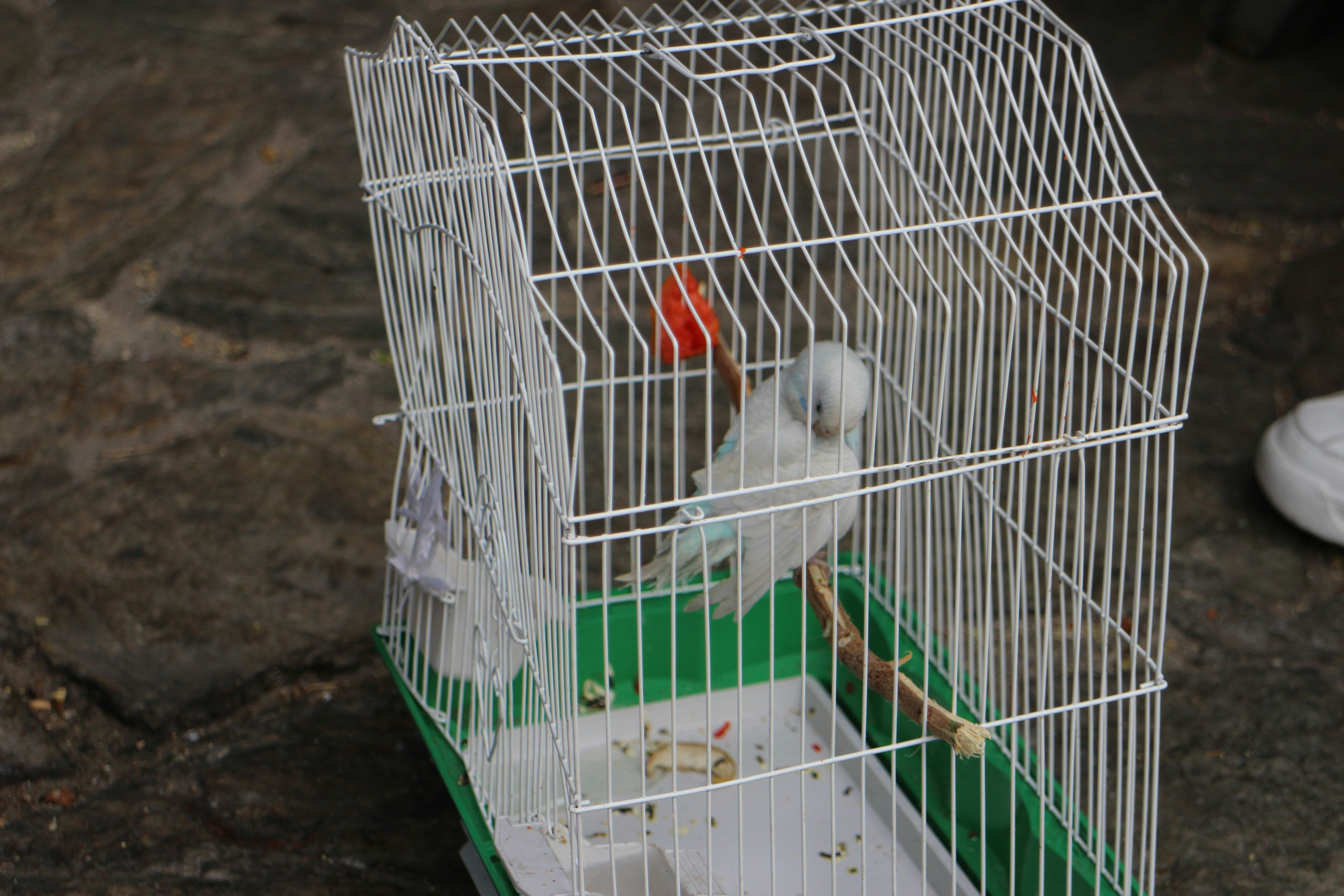 Birds Struggle With Nesting