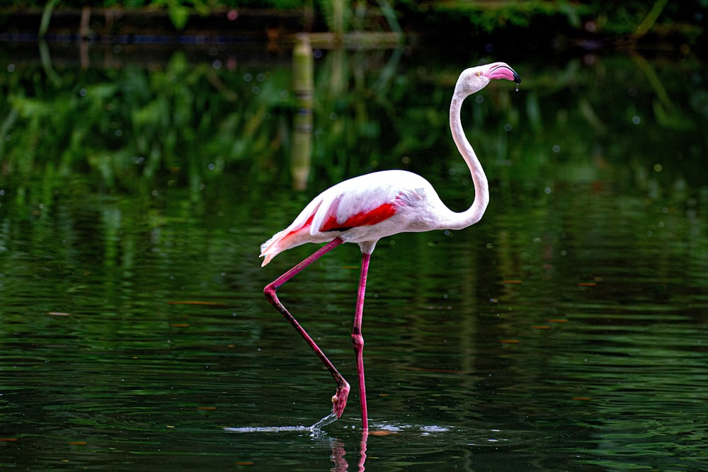 white flamingo on green grass during daytime