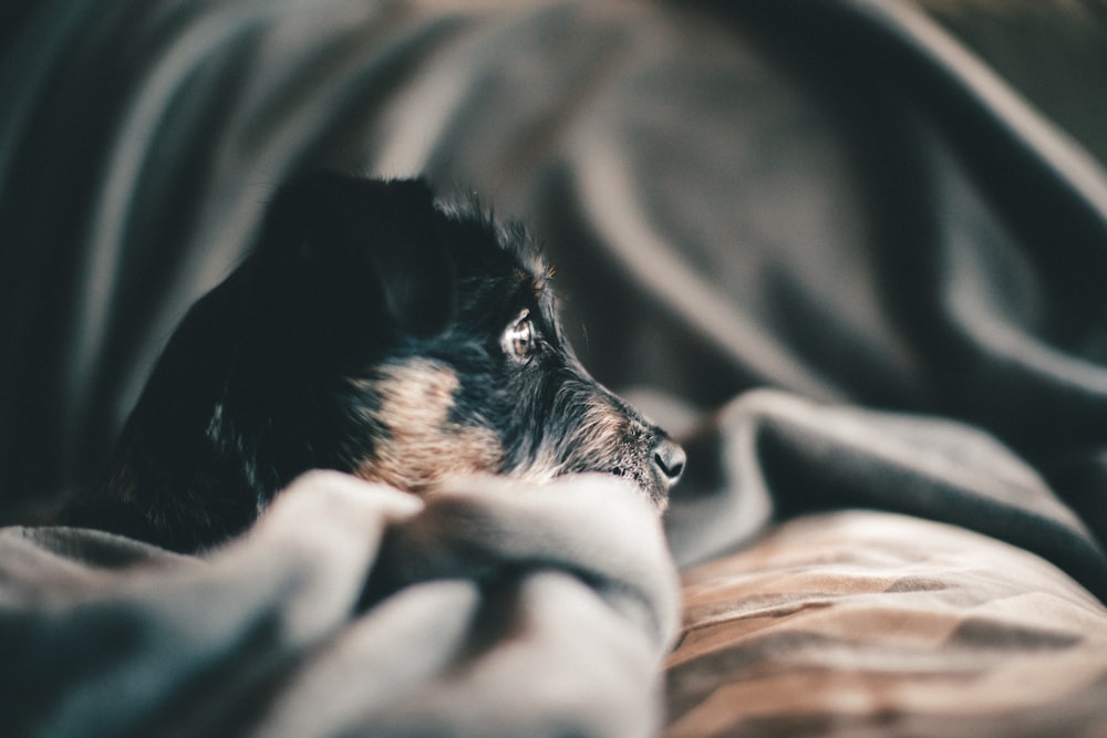 schwarzer und brauner Kurzmantel kleiner Hund auf grauem Textil