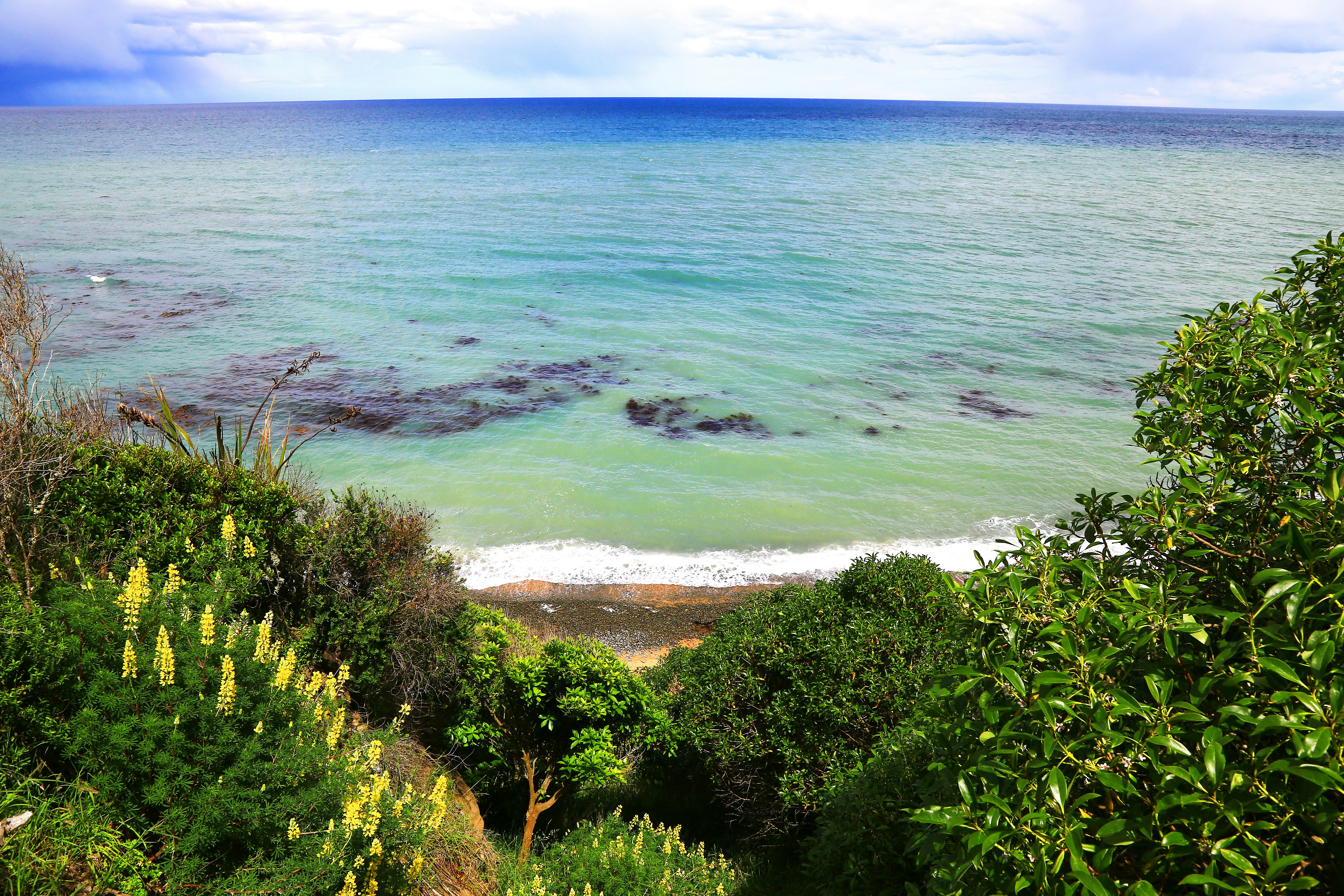 green trees near sea during daytime