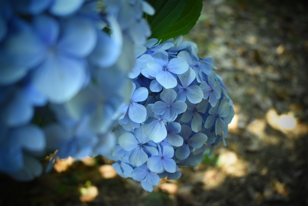 blue flowers with green leaves