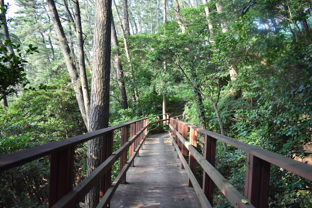 brown wooden bridge in forest during daytime