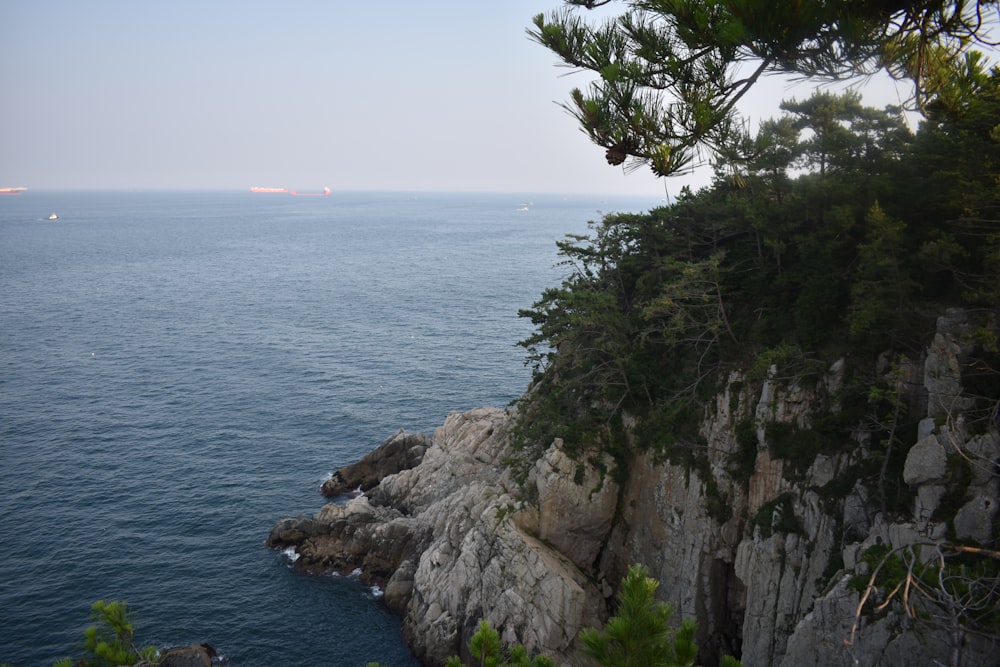 green tree on rocky shore during daytime