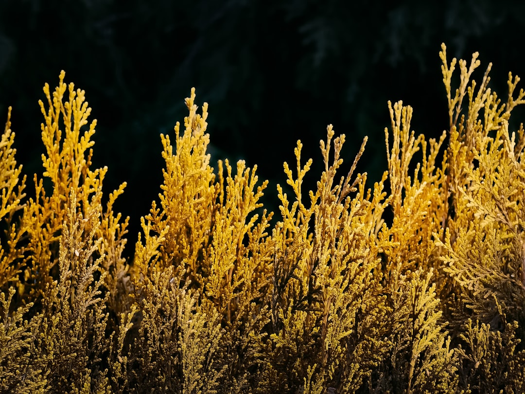 brown plant field during daytime